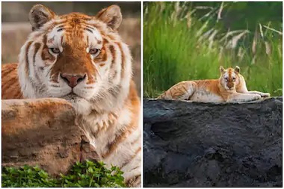 India's golden tiger